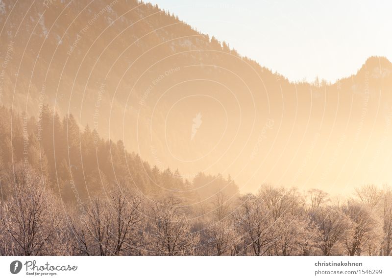 Goldener Morgen in den winterlichen Alpen Natur Landschaft Sonnenaufgang Sonnenuntergang Sonnenlicht Winter Schönes Wetter Eis Frost Schnee Baum Wald Hügel