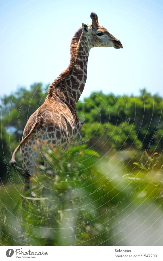 schöne Aussicht Ferien & Urlaub & Reisen Tourismus Ausflug Ferne Safari Expedition Sommer Sommerurlaub Sonne Umwelt Natur Schönes Wetter Tier Wildtier Giraffe 1