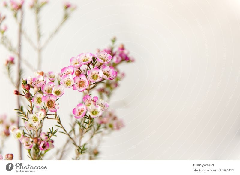 Wachsblumen V Pflanze Blühend Zufriedenheit Dekoration & Verzierung Muttertag Valentinstag Liebe Geschenk Frühling Blumenstrauß zart violett rosa Blüte Duft