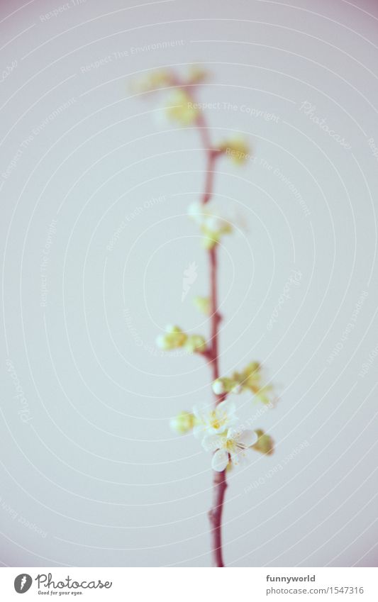 Kirschzweiglein Zweige u. Äste Kirschblüten Blühend Detailaufnahme Blüte weiß Frühling Wachstum zart Unschärfe Retro-Farben Farbfoto Tag Schwache Tiefenschärfe
