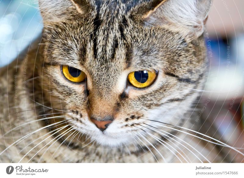 Katzenporträt mit gelben Augen Tier Oberlippenbart Haustier Streifen grau Säugetier Backenbart Koteletten Farbfoto
