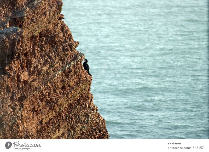 Einsamer Vogel Umwelt Tier Felsen Küste Nordsee Meer Wildtier "Tier Tiere tierisch Tierwelt Tierreich Natur Vögel Wasservogel Wasservögel Klippe Steilwand