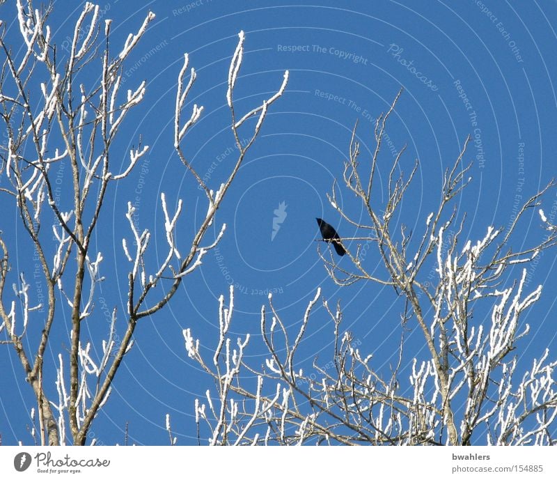 Eis-Vogel Krähe Baum Winter Himmel Schnee gefroren blau Höhe Ast weiß kalt