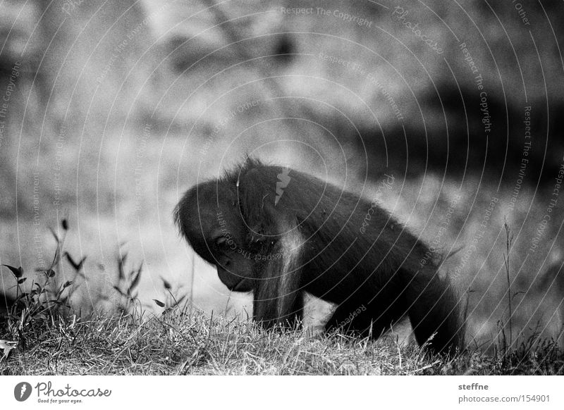 Orang-Utan Klaus Affen Äffchen Menschenaffen Waldmensch Borneo Sumatra süß Schwarzweißfoto Asien Säugetier