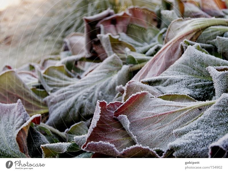 Winterlaub Vol.2 Außenaufnahme Detailaufnahme Häusliches Leben Wohnung Pflanze Eis Frost Blume Blatt Wildpflanze Park warten kalt ruhig gefroren Raureif