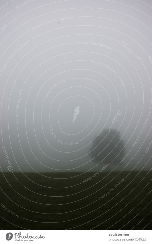 Waldmeister-Kopie Baum Nebel dunkel Textfreiraum Einsamkeit Perspektive Wand weiß schwarz Wiese Wolken Himmel Trauer Verzweiflung Simon Birr Soulstormer