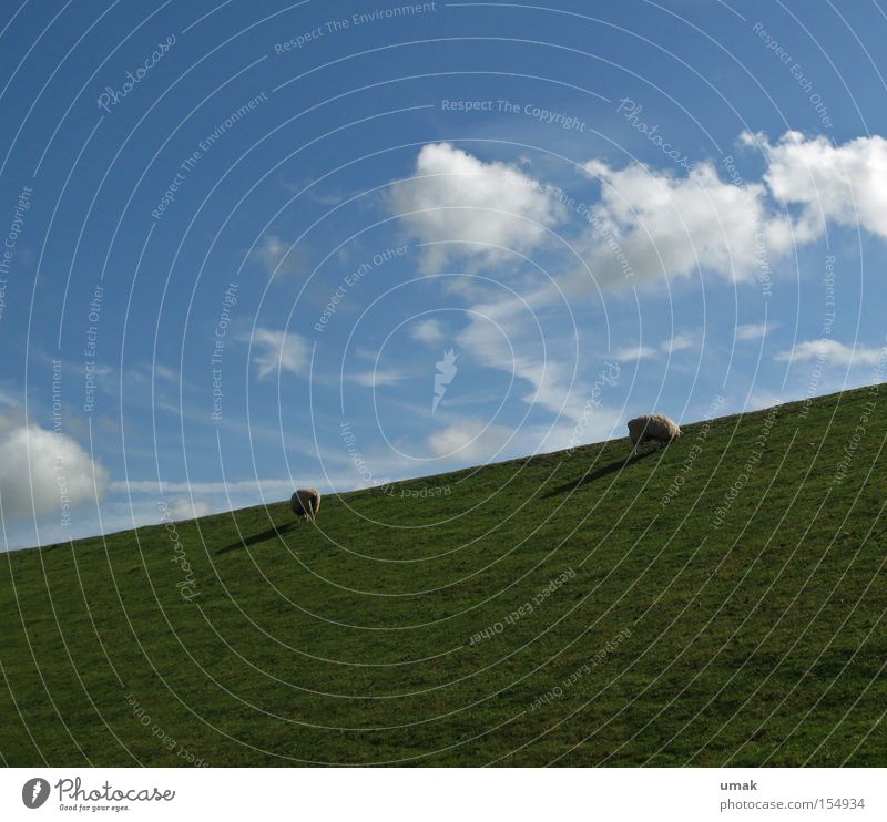 Heidschnucken Wiese grün Himmel blau Wolken Schaf Fressen Lamm Weide Säugetier landschaf heidelandschaf deichschaf