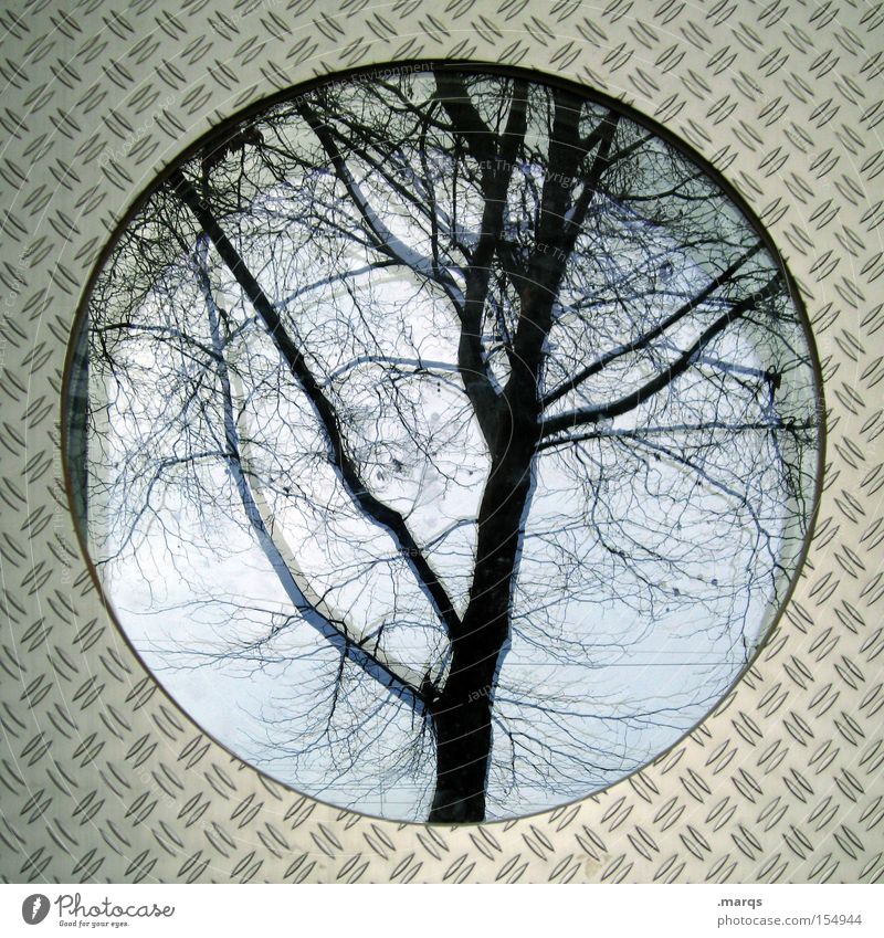 Ei Farbfoto Außenaufnahme Experiment abstrakt Strukturen & Formen Reflexion & Spiegelung Stil Pflanze Herbst Baum Architektur Fenster Glas Metall