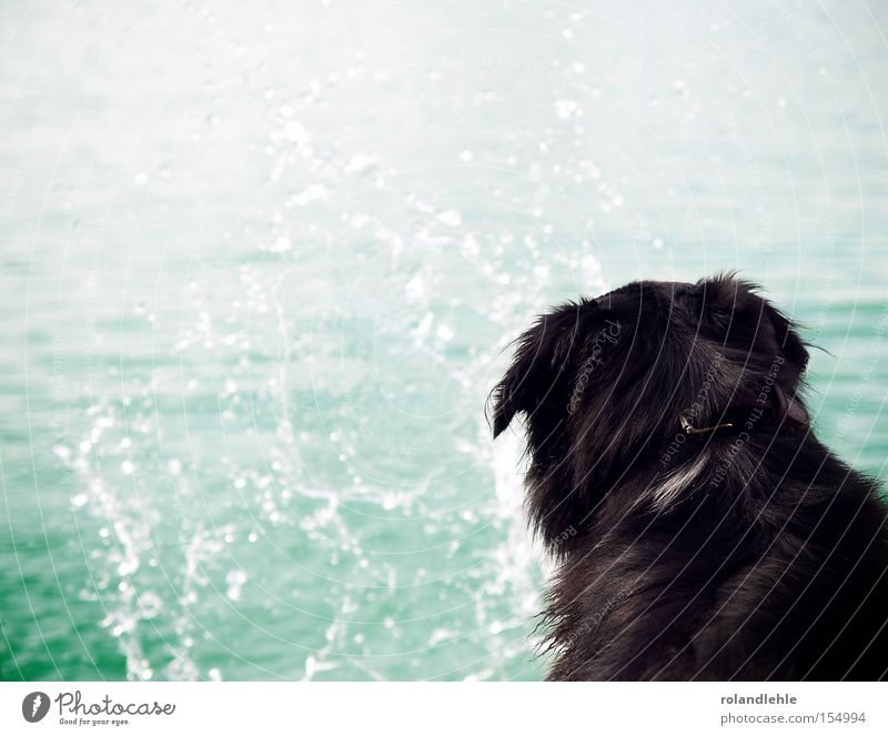 Träumen Hund Wasser spritzen Wassertropfen Meer See Baggersee blau Halsband träumen Tropfen Sommer Hundehalsband