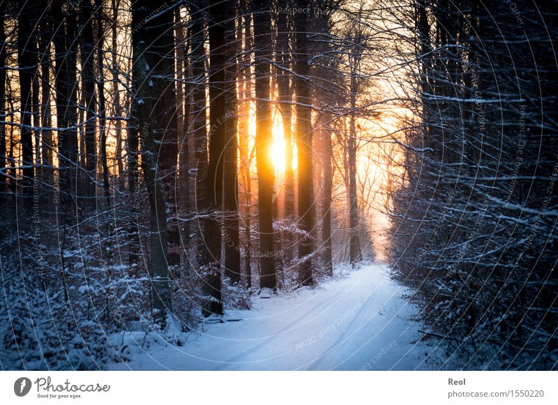Winterlicht Umwelt Natur Landschaft Pflanze Sonne Sonnenaufgang Sonnenuntergang Sonnenlicht Schönes Wetter Schnee Wald Buchenwald Unterholz Erholung orange