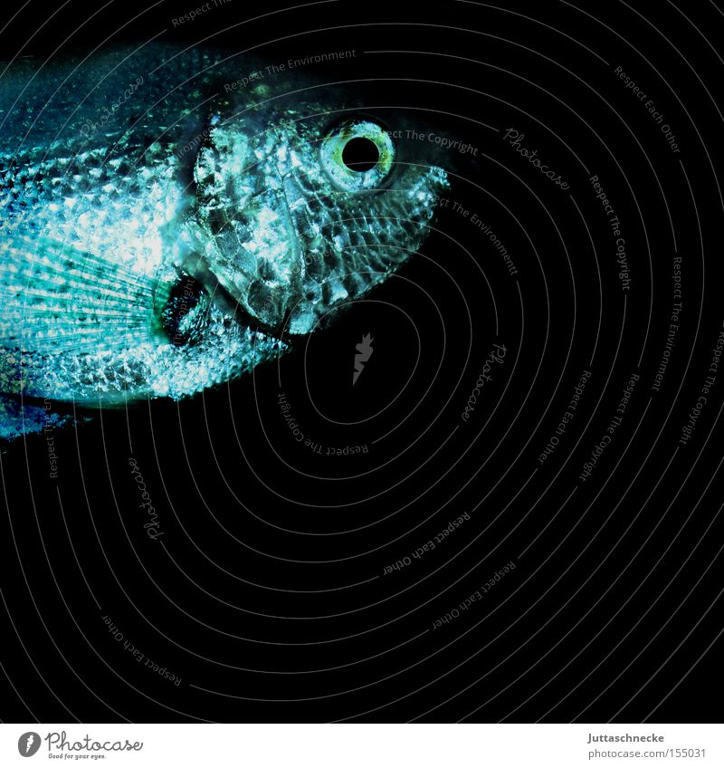 Karpfen blau Fisch Tier Schuppen Kieme Aquarium Wasser Zierfische nass Aquaristik Auge Flosse Freizeit & Hobby Guarami Küsserfisch Juttaschnecke