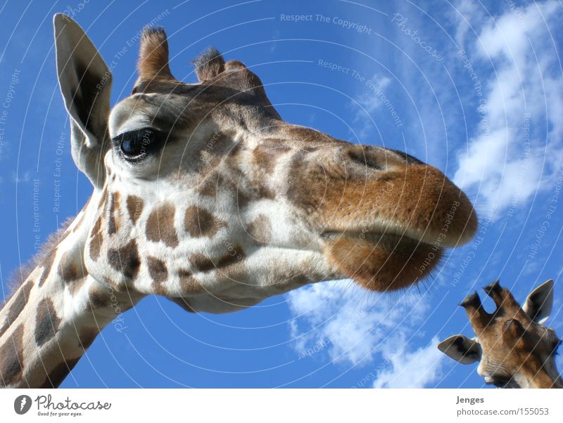 Giraffe Tier Zoo Himmel blau Schnauze Wolken groß Säugetier Ohr