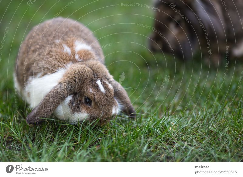 Familienvergrößerung Ostern Frühling Gras Wiese Garten Haustier Fell Zwergkaninchen Hase & Kaninchen Widderchen Säugetier Nagetiere Hasenohren Hasengesicht 1