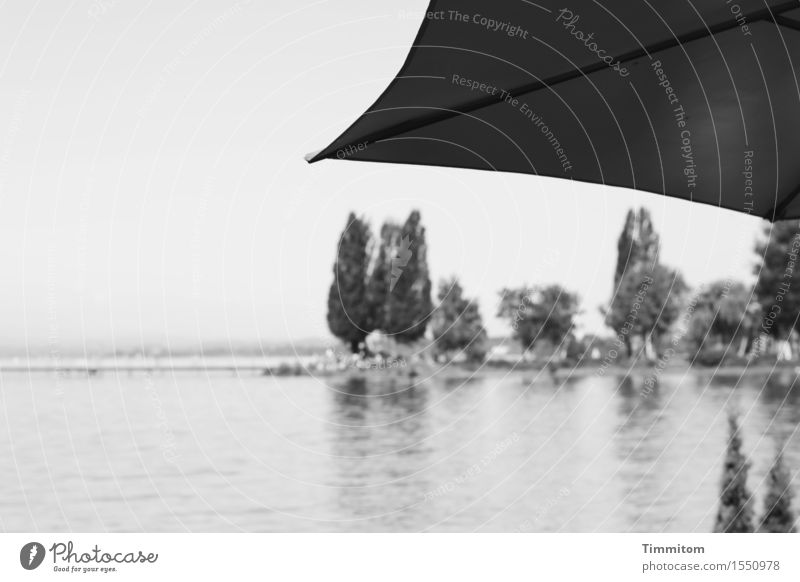Beschattung. Natur Landschaft Pflanze Wasser Himmel Schönes Wetter Baum Sträucher Seeufer Bodensee Sonnenschirm grau schwarz ruhig Schwarzweißfoto Außenaufnahme