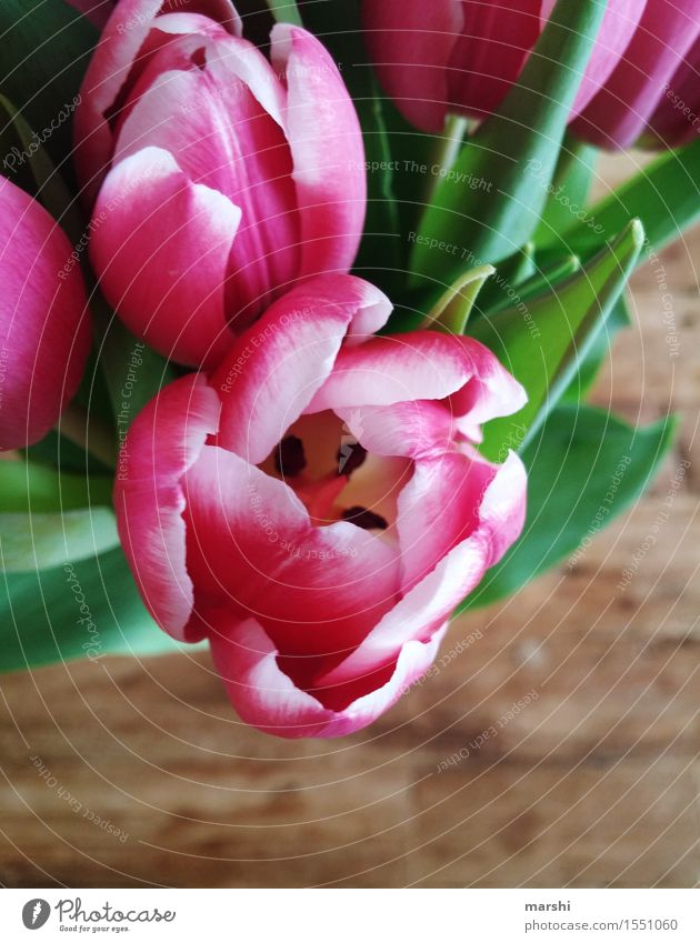 Tulpe Natur Pflanze Blume Gefühle Stimmung rosa Tulpenblüte Blühend Frühlingsgefühle Frühlingsfarbe schön Farbfoto Innenaufnahme Nahaufnahme Detailaufnahme