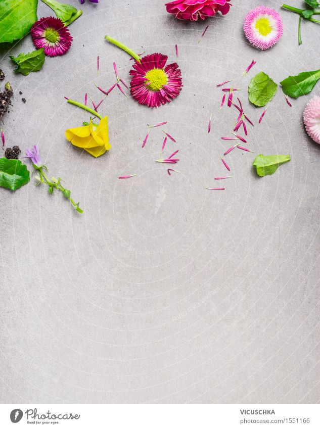 Muster mit Blumenteile Stil Sommer Garten Dekoration & Verzierung Tisch Natur Pflanze Blatt Blüte Wiese Blumenstrauß Blühend rosa Design arrangiert