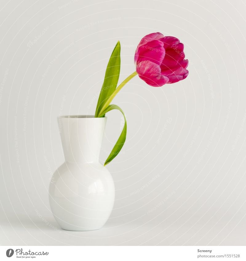 Tulpe² Pflanze Blume Blatt Blüte grün rosa weiß Frühlingsgefühle Vase Blühend Farbfoto Studioaufnahme Menschenleer