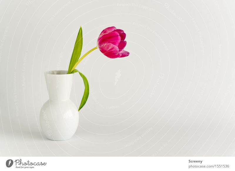 Frühling to go #3 Pflanze Blume Tulpe Blatt Blüte Vase grün rosa weiß Natur Farbfoto Innenaufnahme Studioaufnahme Menschenleer Textfreiraum rechts Tag