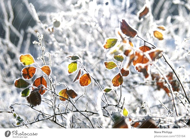 Im Winter || Farbfoto mehrfarbig Außenaufnahme Morgen Schnee Lampe Umwelt Natur Pflanze Klima Wetter Eis Frost Sträucher Blatt glänzend kalt weiß ruhig