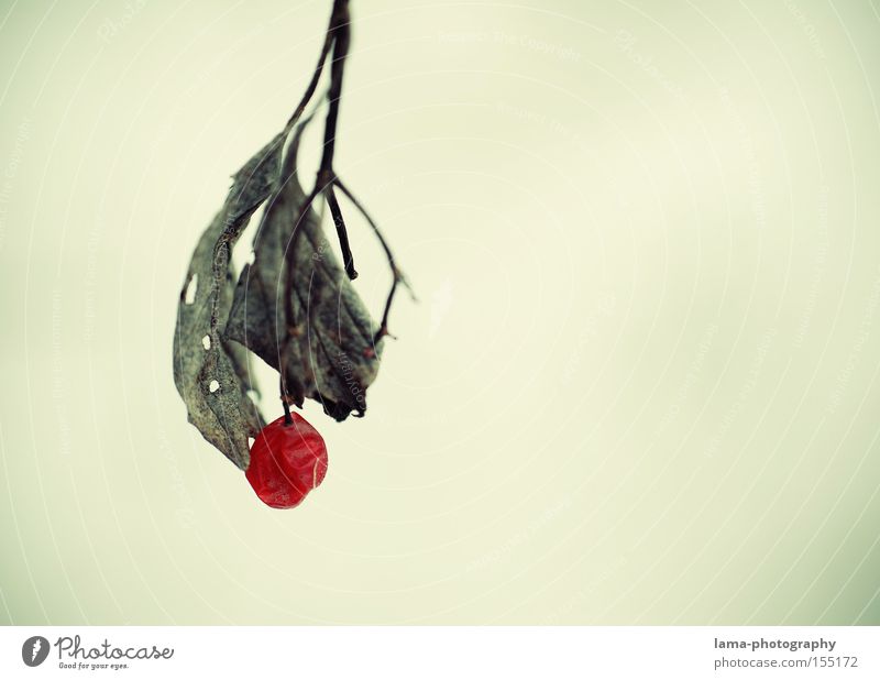 Eine Perle der Natur Vogelbeeren Beeren Weintrauben Blatt Ast filigran Winter Herbst rot Einsamkeit welk Eis Schnee Frucht Makroaufnahme Nahaufnahme träubchen