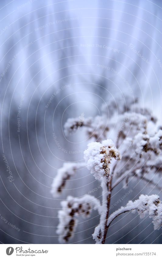 Winterzauber... Schnee Eis Frost blau Blütenknospen Raureif Beleuchtung Ast pischare Licht
