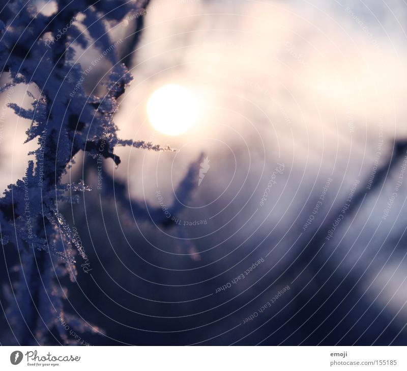 eiskalt II blau Frost Winter Ast Natur Makroaufnahme Pflanze Eis Schnee