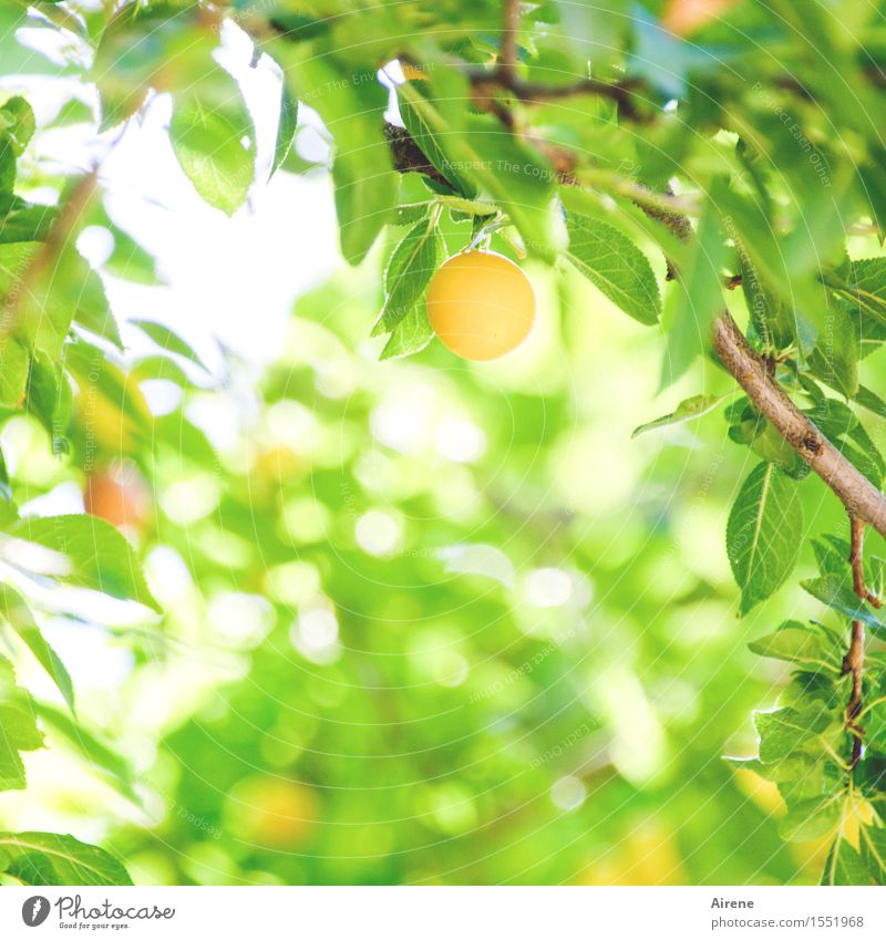 0815 AST | späte Frucht Mirabelle Natur Pflanze Baum Nutzpflanze Obstbaum Steinfrüchte Wachstum Duft frisch Gesundheit gut hell lecker rund saftig gelb grün