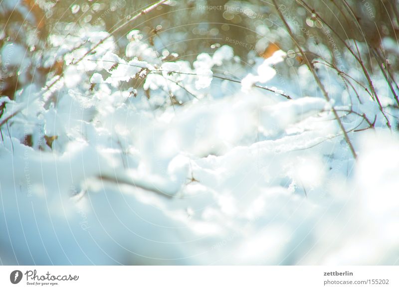 Schnee und Eis Landschaft Neuschnee Licht glänzend strahlend Freiheit Spaziergang Treptow Winter Sträucher Ast Unterholz Zweig Raureif Fluss Bach