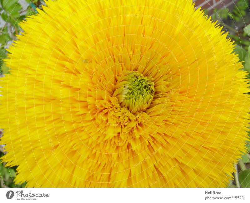 Das Erwachen Blume Frühling Makroaufnahme gelb Blühend