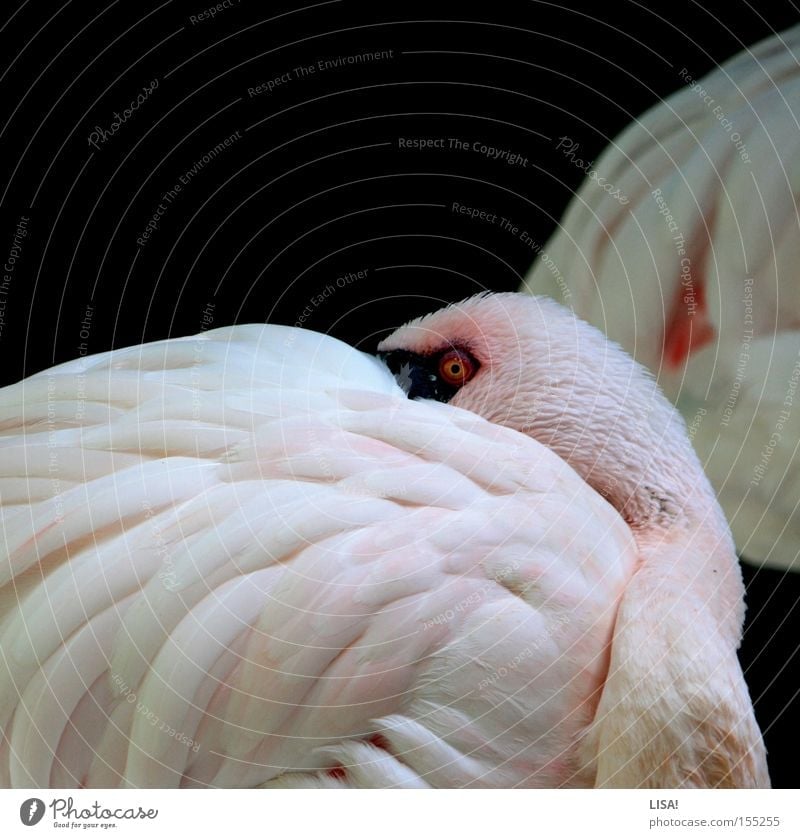 flamingo vor flamingo Blick ruhig Tier Vogel Flamingo schlafen rosa weiß Pause Feder