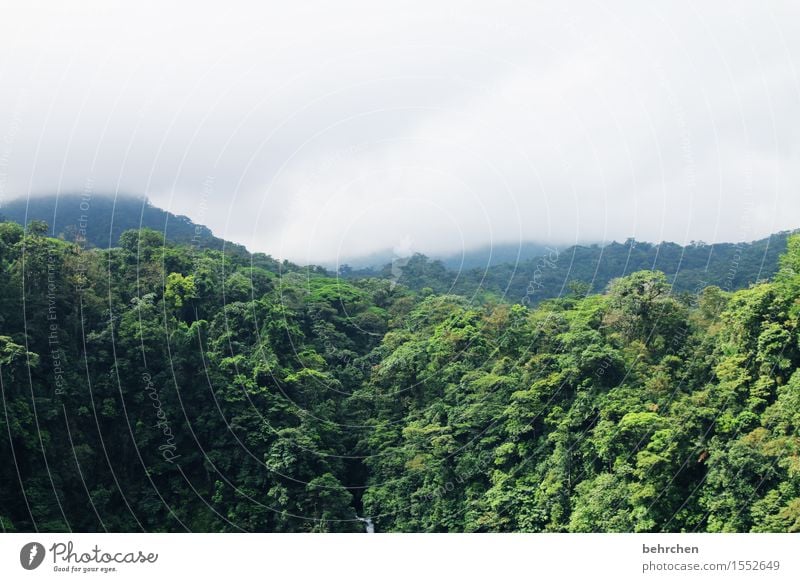 in the dschungle Ferien & Urlaub & Reisen Tourismus Ausflug Abenteuer Ferne Freiheit Natur Pflanze Wolken Nebel Regen Baum Blatt Wald Urwald Costa Rica