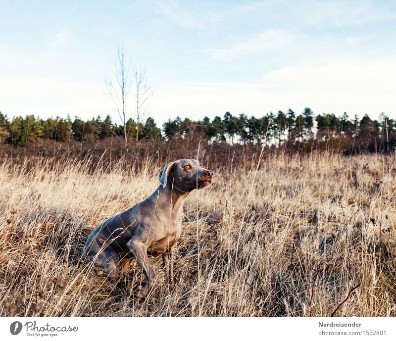 Jagdfieber Freizeit & Hobby Spielen Natur Landschaft Pflanze Tier Frühling Herbst Schönes Wetter Gras Wiese Wald Hund beobachten warten muskulös Wachsamkeit