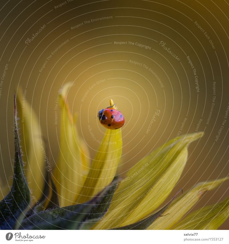 ...der Sonne entgegen Natur Pflanze Tier Frühling Sommer Blume Blüte Sonnenblume Garten Wildtier Käfer Marienkäfer Siebenpunkt-Marienkäfer Insekt 1 Blühend Duft