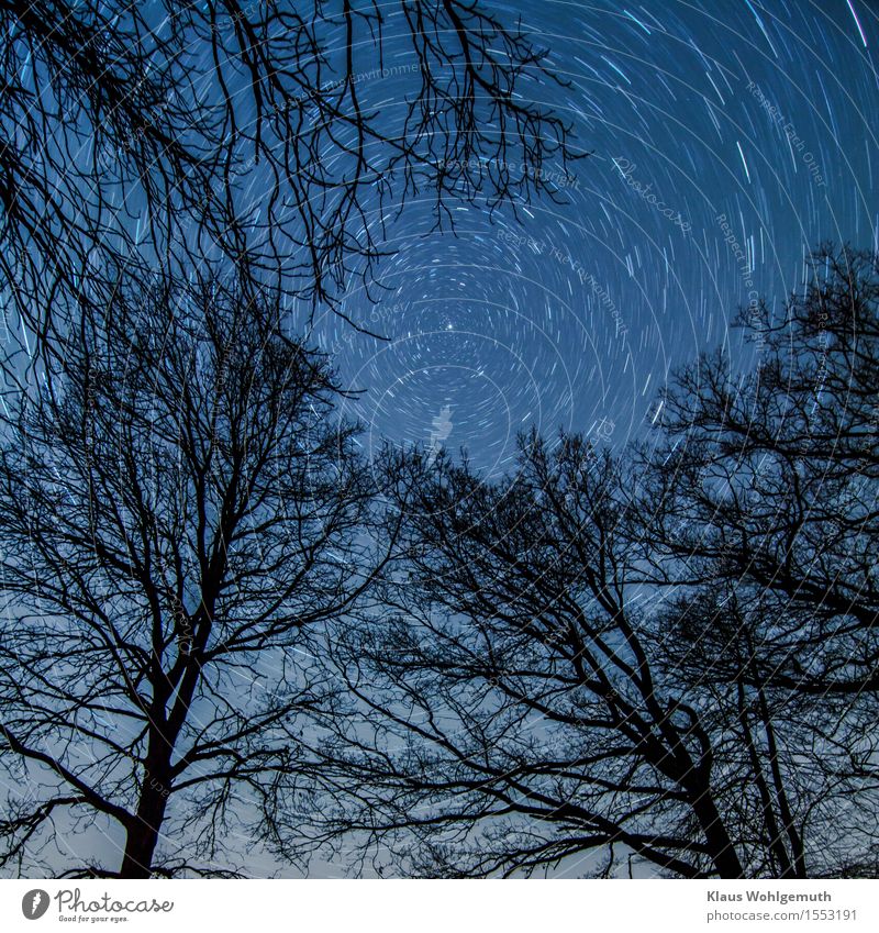 Der Strudel der Zeit Natur Pflanze Himmel Wolkenloser Himmel Nachthimmel Stern Winter Baum drehen blau schwarz weiß rotieren Polarstern Farbfoto Außenaufnahme