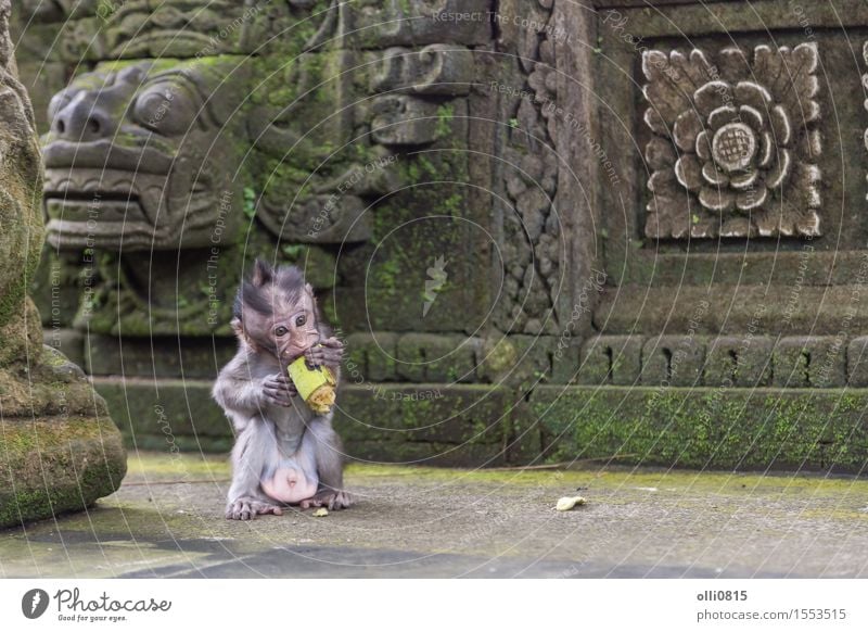 Baby Affe essen Frucht Essen Natur Tier Ubud Affen klein lustig niedlich wild braun Einsamkeit Ferien & Urlaub & Reisen Menschenaffen Asien Bali Lebensmittel
