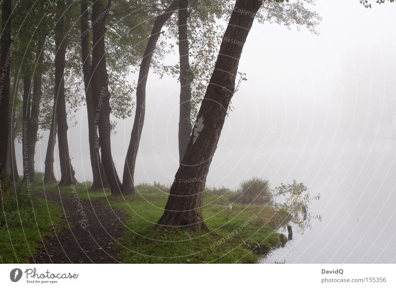 am rand stehen Baum Natur Park Wege & Pfade Am Rand Seeufer Gewässer Nebel trüb kalt ungewiss unsicher schlechtes Wetter Morgen ruhig Herbst