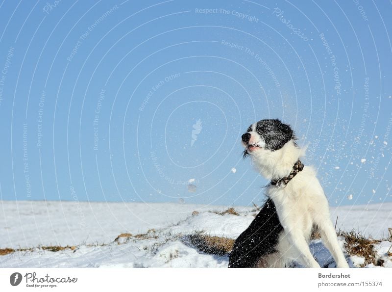 Volltreffer Hund Schnee Aktion lustig Treffer Blauer Himmel Wintertag Winterspaziergang nass kalt weiß Frost Außenaufnahme Säugetier Border Collie Fun
