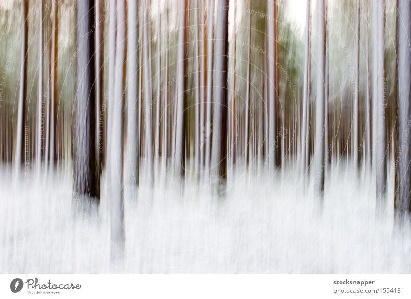 Abstrakter Winterwald künstlerisch kunstvoll Kiefer Baum Kiefern abstrakt Schnee Wald verschwommen Unschärfe