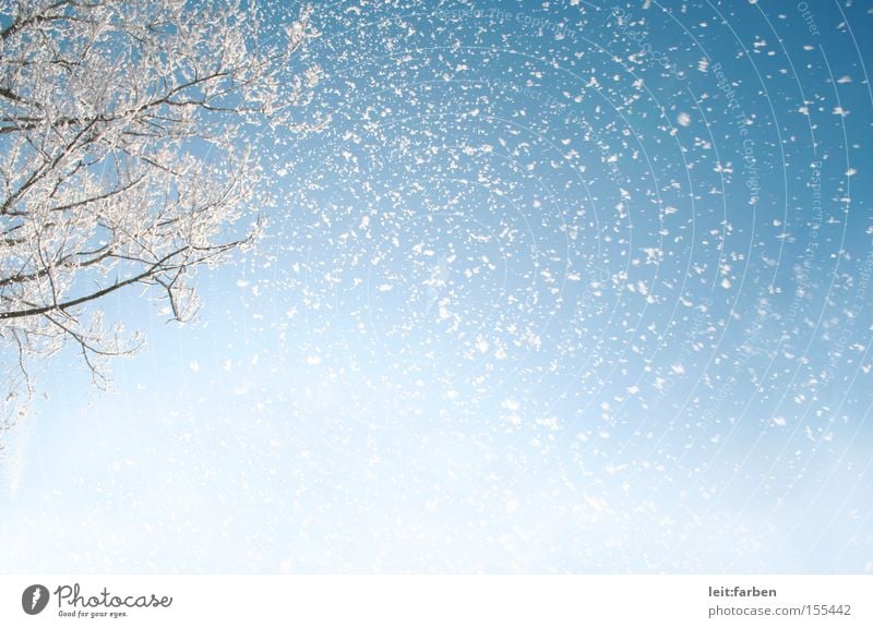 Schneegestöber Schneefall Winter kalt Dezember Januar rieseln Baum Ast Himmel Froschperspektive Schneesturm blau weiß