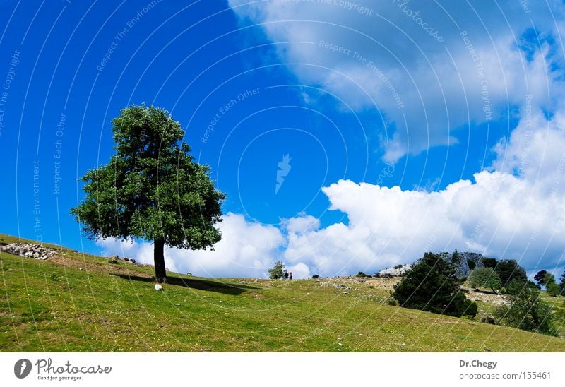 Einsamer Baum Wolken blau grün ländlich Gras weiß Stein Berge u. Gebirge Hügel Einsamkeit Himmel Frühling