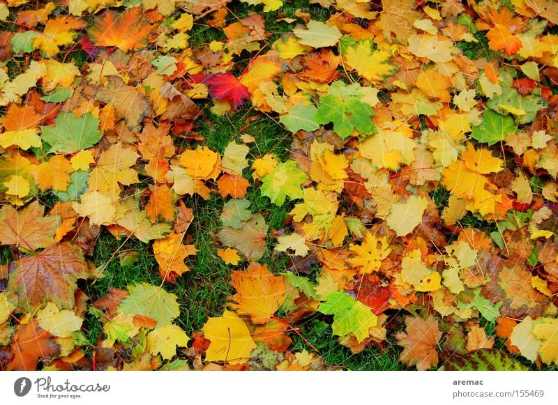 Blätterwald Herbst Blatt Farbe Herbstfärbung mehrfarbig Natur Baum Wiese