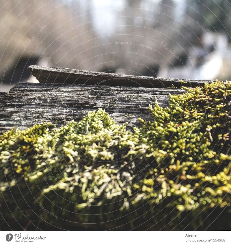 Jetzt wächst wieder alles zu! Klima Wetter Moos Gartenzaun Holzzaun Dachziegel Schindeldach Wachstum alt einfach grau grün Senior nachhaltig Natur Umwelt