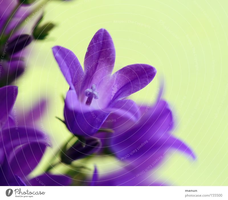 Frühlingsbote schön Natur Pflanze Blume Blüte zart Frühlingsblume Frühlingsfarbe Frühlings-Enzian Blühend violett Frühlingsgefühle Farbfoto Menschenleer
