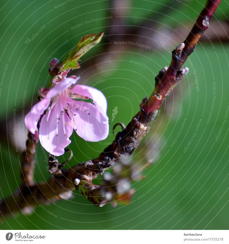Ostergruß Natur Pflanze Frühling Blüte Nutzpflanze Pfirsichblüten Zweig Garten Blühend leuchten ästhetisch hell rosa Stimmung Frühlingsgefühle Vorfreude