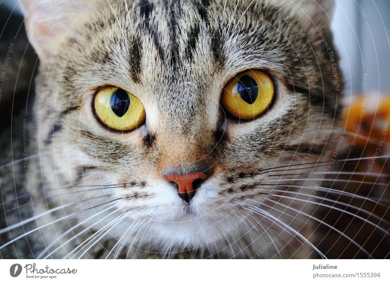 Katzenporträt mit gelben Augen Gesicht Tier Oberlippenbart Haustier 1 Streifen nah Säugetier Backenbart Koteletten schließen Farbfoto