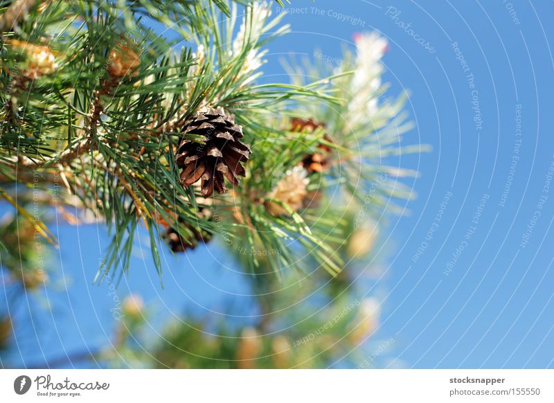 Kiefer Kegel Baum Detailaufnahme Natur Immergrün Europäer Finnland Finnisch Pinus Zapfen Ast