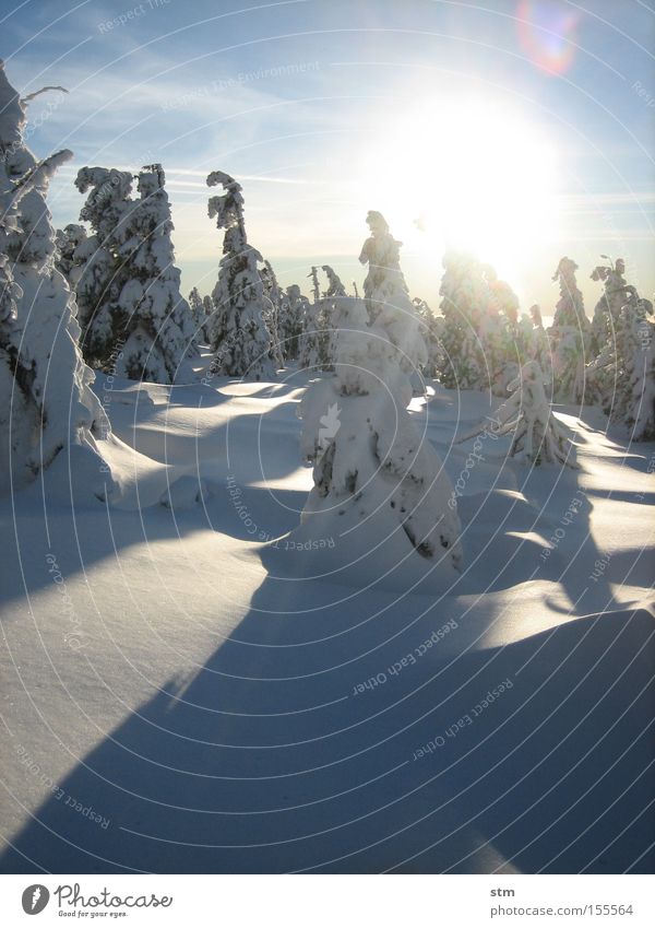 märchenwald 2 Sonne Winter Schnee Berge u. Gebirge Natur Landschaft Schönes Wetter Eis Frost Baum Tanne Fichte Wald Gipfel Schneebedeckte Gipfel kalt ästhetisch