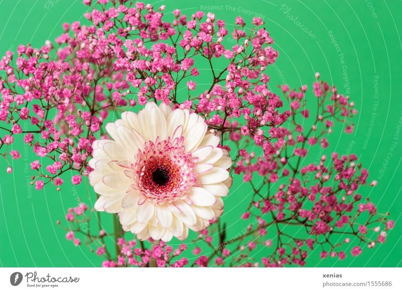 weiße Gerbera mit rosa Schleierkraut vor grünem Hintergrund Frühling Sommer Blume Blüte Dekoration & Verzierung Blumenstrauß Rosenschleier Gypsophila