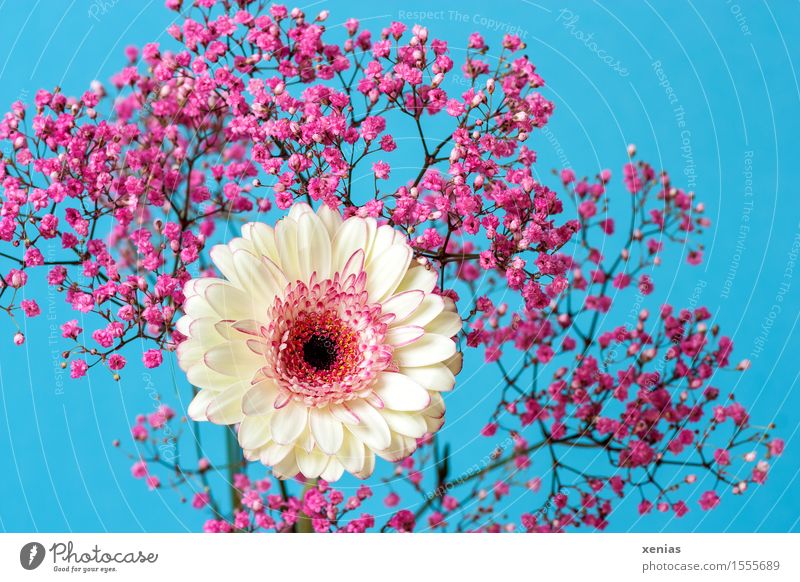 Weiße Gerbera mit rosa Schleierkraut vor hellblauem Hintergrund Blumenstrauß Geburtstag Frühling Sommer Rose Blüte weiß hell-blau Blauer Hintergrund Nahaufnahme
