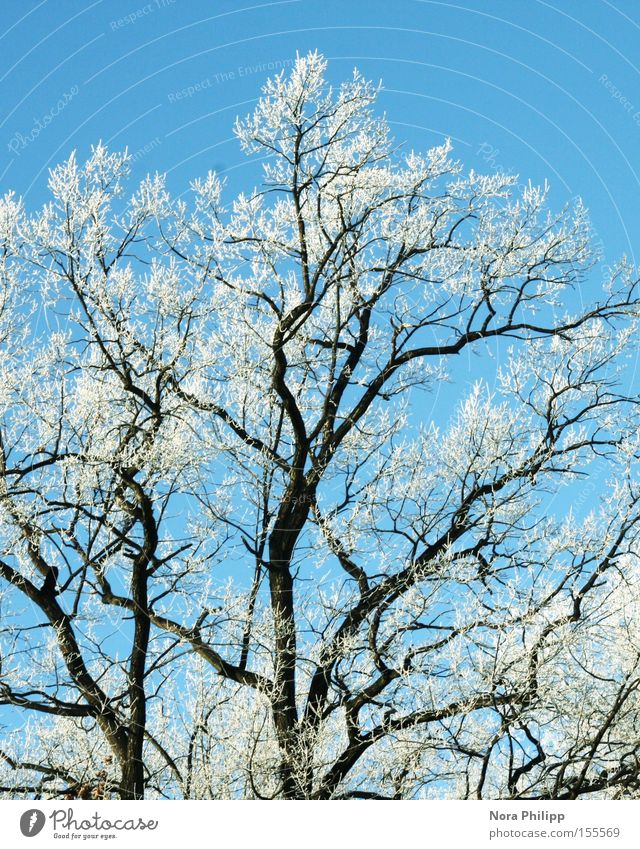 für Bèla Ausflug Winter Schnee Umwelt Natur Himmel Klima Schönes Wetter Eis Frost Pflanze Baum Park ästhetisch kalt blau Hoffnung Sehnsucht Raureif Ast Klirren
